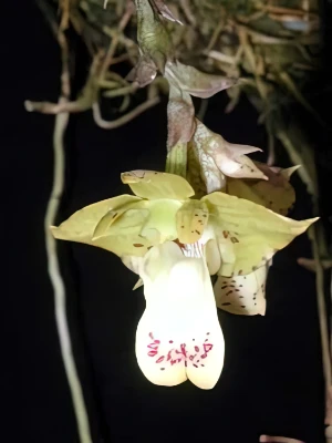 Bild von Polystachia maculata 2